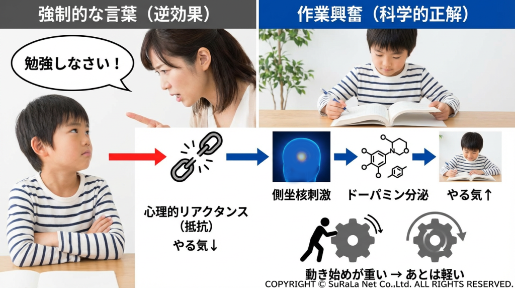 「勉強しなさい」による心理的リアクタンスと、脳の側坐核刺激による作業興奮・ドーパミン分泌のメカニズム比較図